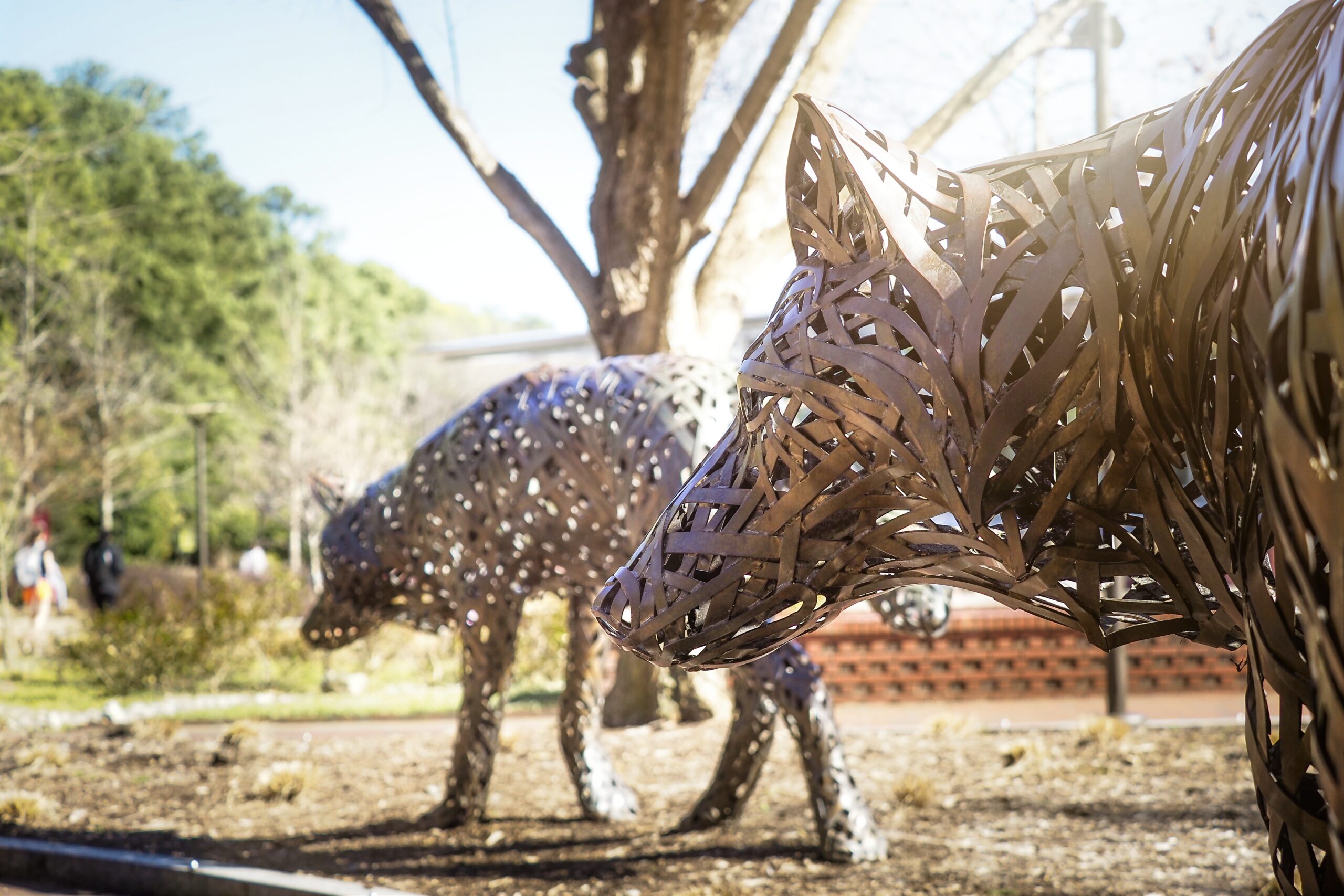 The copper wolves at Wolf Plaza.