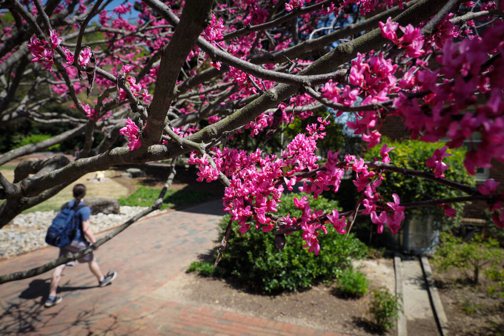 Students walk towards the Talley Student Union, framed by flowering trees during springtime. 